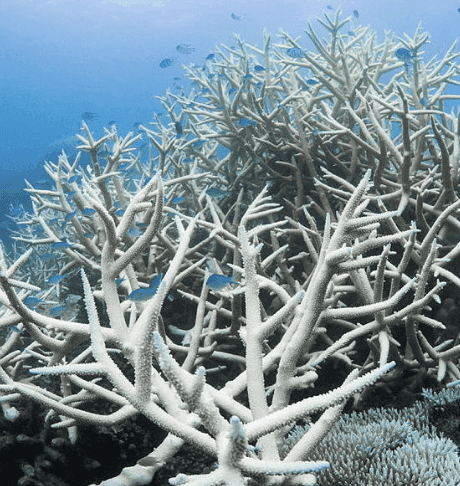 icon for Will Hawaii reach Coral Bleaching Alert Level 1 by December 31, 2026?
